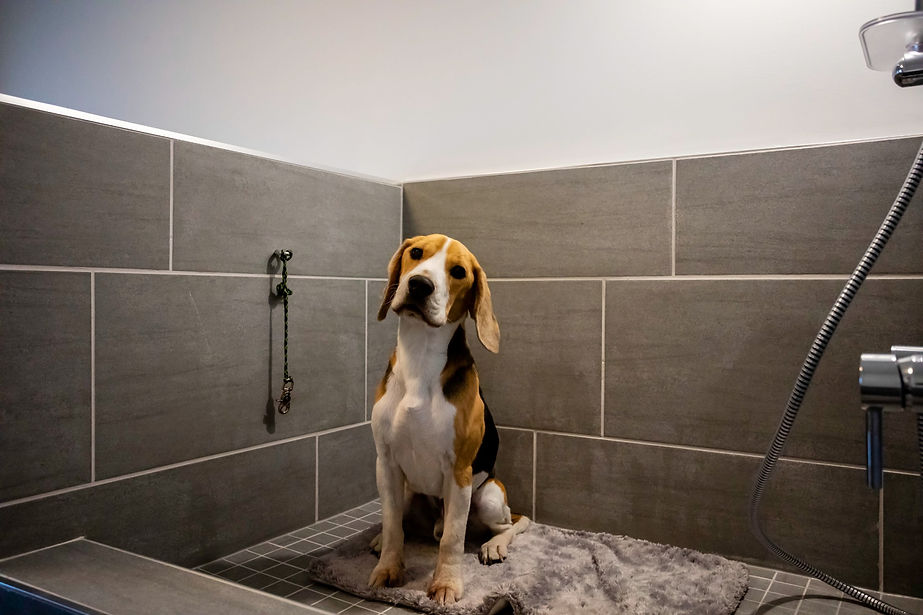 A proud beagle in his new home dog shower.